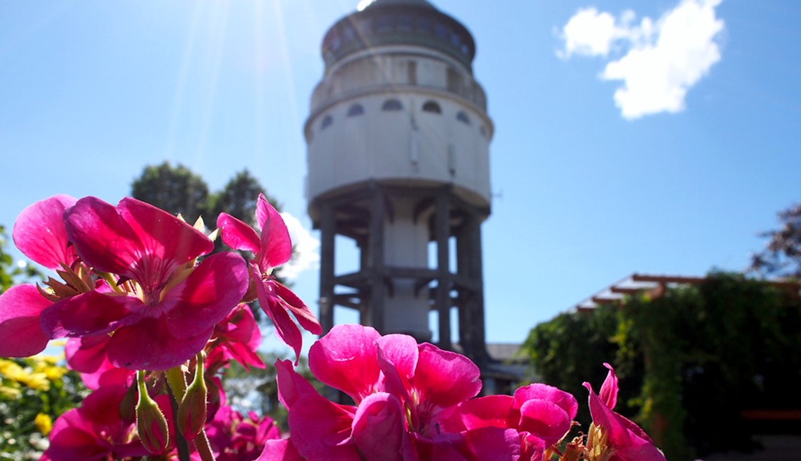 Kukkia, taustalla Naisvuoren torni.