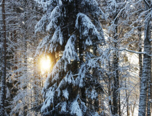 Talvinen metsä.
