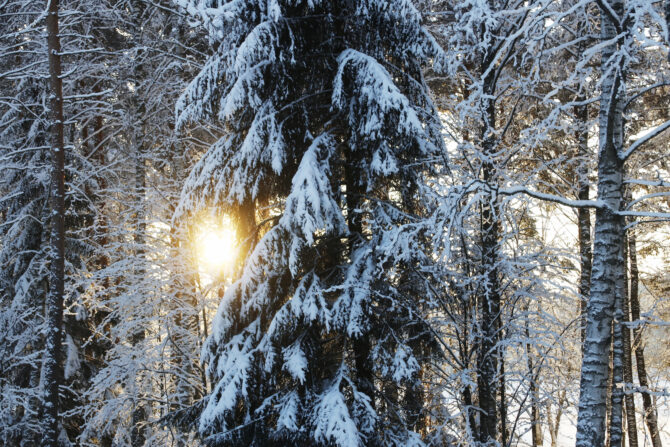Talvinen metsä.