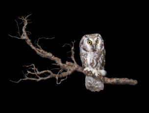 Pöllö istumassa puun oksalla.