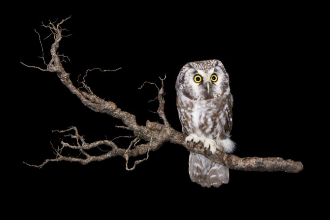 Pöllö istumassa puun oksalla.