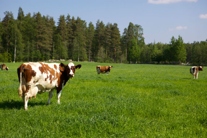 Lehmiä laitumella.