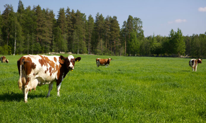 Lehmiä laitumella.